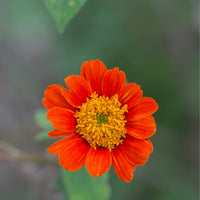 Orange Tithonia Blumensamen zur Aussaat – leuchtende einjährige Blüten