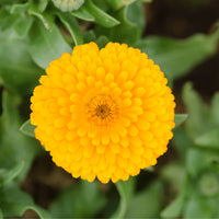 Gelb Blume Pot Blumensamen zur Aussaat – leuchtend – Traditionssorte & ohne Gentechnik Samen Hausgarten