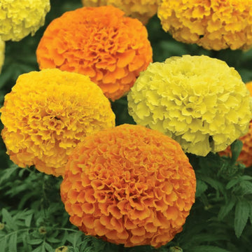 African Blumensamen zur Aussaat – Halbschatten verträglich – Traditionssorte & ohne Gentechnik Samen Hausgarten