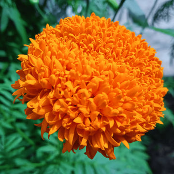 Creme Orange Mittagsgold Blumensamen zur Aussaat lang Blüte Saison Traditionssorte & ohne Gentechnik Samen Hausgarten