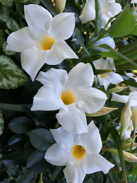 Weiß Mandevilla Blumensamen zur Aussaat Landhaus Garten wichtig Traditionssorte & ohne Gentechnik Samen Hausgarten
