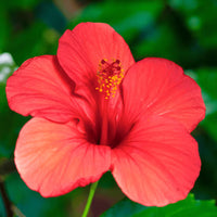 Hibiskus Blumensamen zur Aussaat Bestäuber freundlich Traditionssorte & ohne Gentechnik Samen Hausgarten