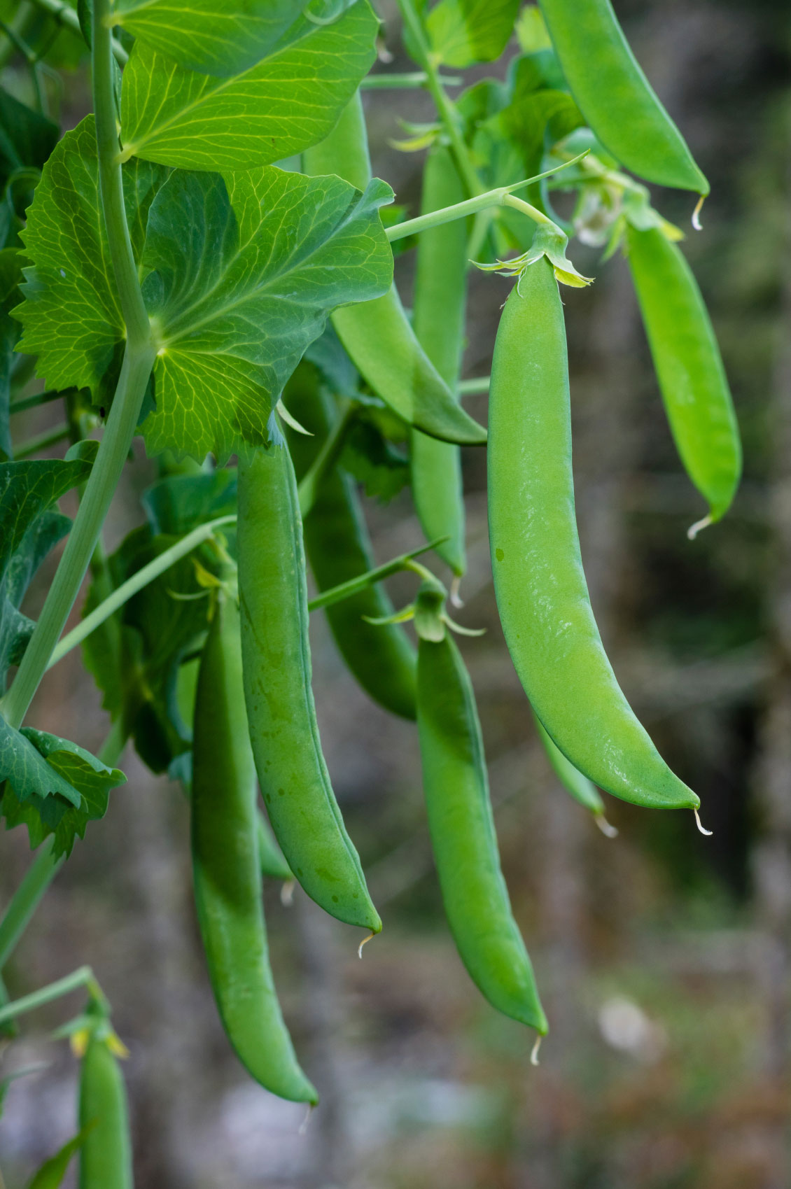 Peas Gemüsesamen für einfache Aussaat