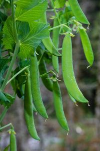 Peas Gemüsesamen für einfache Aussaat