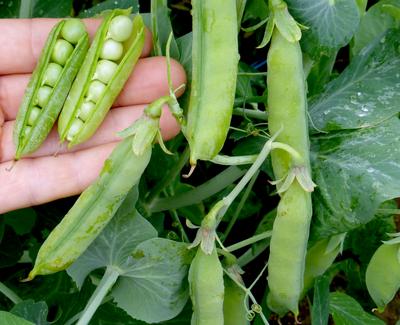 Sugar Ann Snap Pea Planting Samen