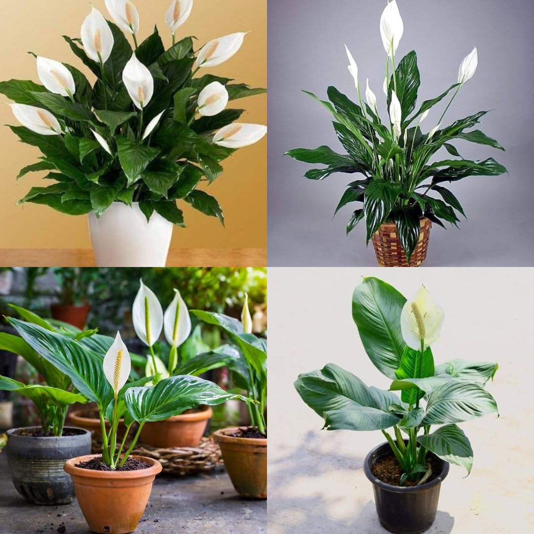 Peace lily seedlings wachsend