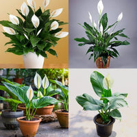 Peace lily seedlings wachsend
