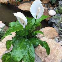 Spathiphyllum Blumensamen zur Aussaat Landhaus Garten wichtig Traditionssorte & ohne Gentechnik Samen Hausgarten
