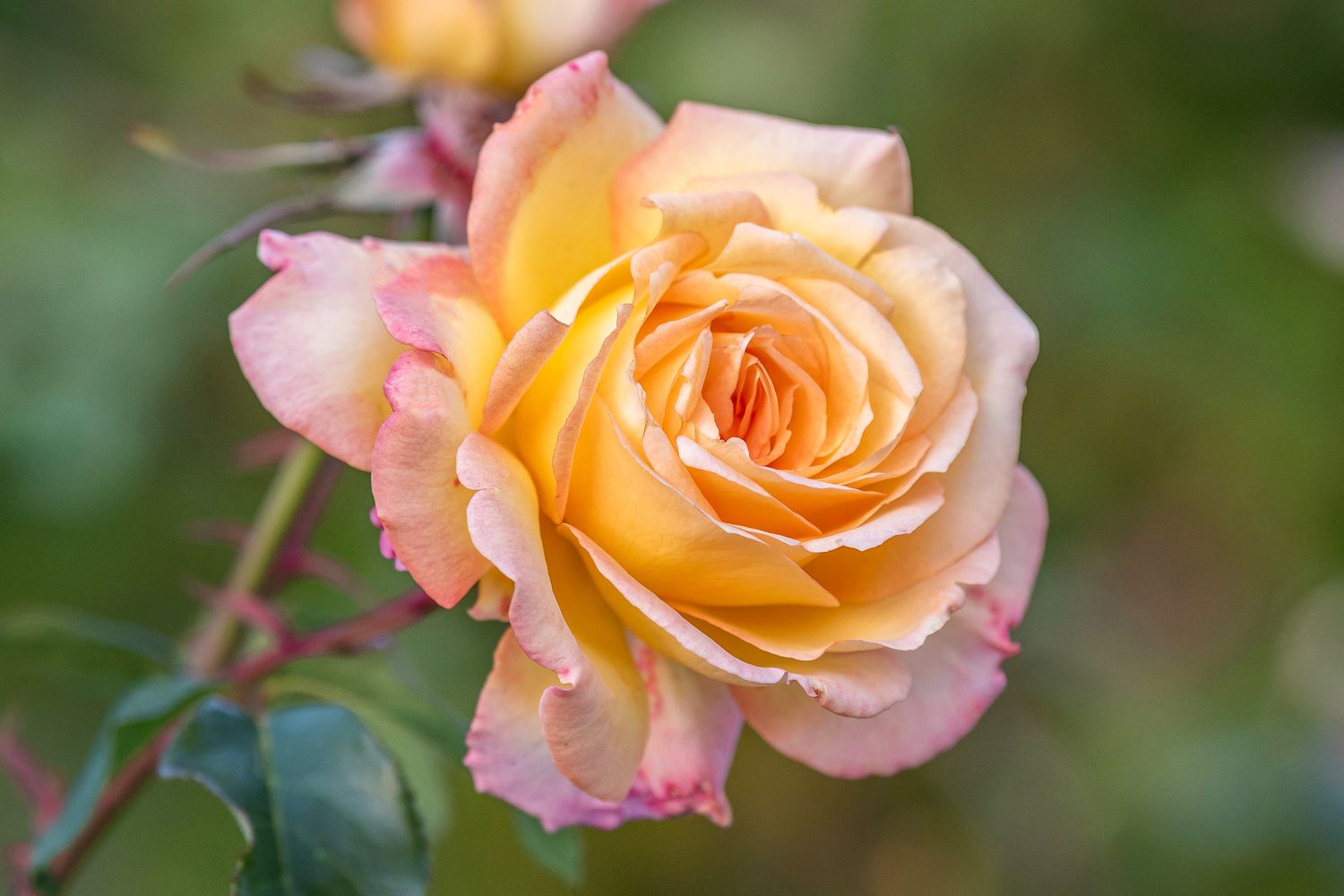 Gelb Rosa Rose Blumensamen zur Aussaat – Landhaus Garten wichtig – Traditionssorte & ohne Gentechnik Samen Hausgarten
