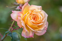 Gelb Rosa Rose Blumensamen zur Aussaat – Landhaus Garten wichtig – Traditionssorte & ohne Gentechnik Samen Hausgarten