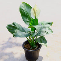 Spathiphyllum Blumensamen zur Aussaat Landhaus Garten wichtig Traditionssorte & ohne Gentechnik Samen Hausgarten