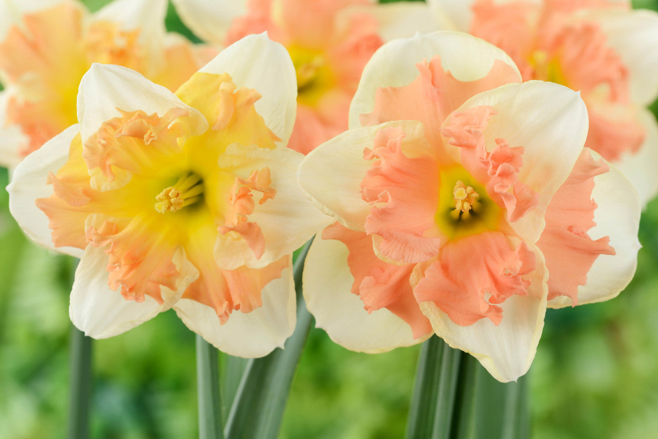 Peach daffodil samen for anpflanzung
