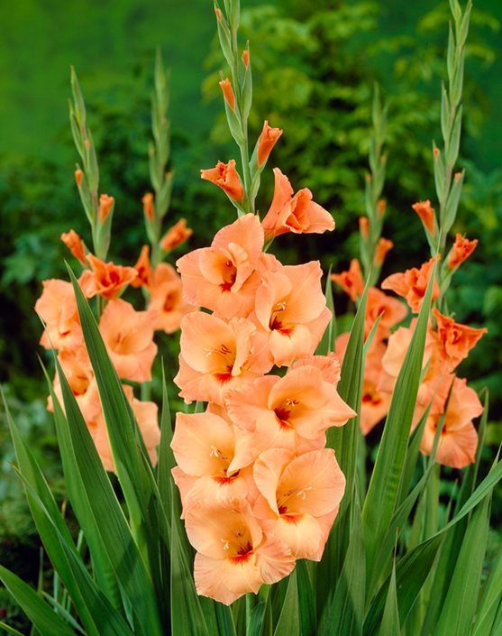Orange Gelb Gladiole Blumensamen zur Aussaat – Bestäuber freundlich – Traditionssorte & ohne Gentechnik Samen Hausgarten