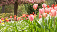 Peach tulip blume samen for anpflanzung