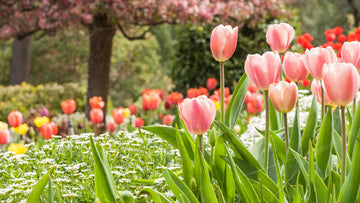 Peach tulip blume samen for anpflanzung