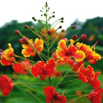 Caesalpinia (caesalpinia blume) samen for anpflanzung in home garten