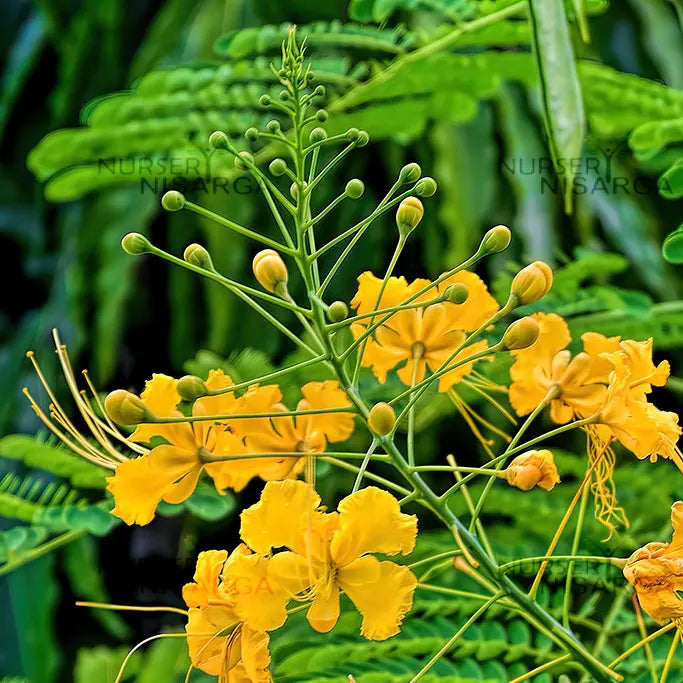 Caesalpinia Blumensamen zur Aussaat – leuchtend – Traditionssorte & ohne Gentechnik Samen Hausgarten