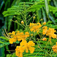 Caesalpinia Blumensamen zur Aussaat – leuchtend – Traditionssorte & ohne Gentechnik Samen Hausgarten