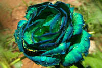 Blau grün rose blume samen for anpflanzung