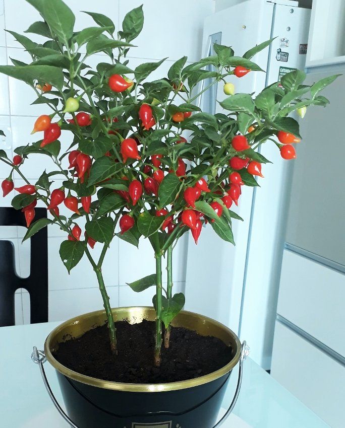 Pearl pepper samen für aussaat in home gemüse gardens