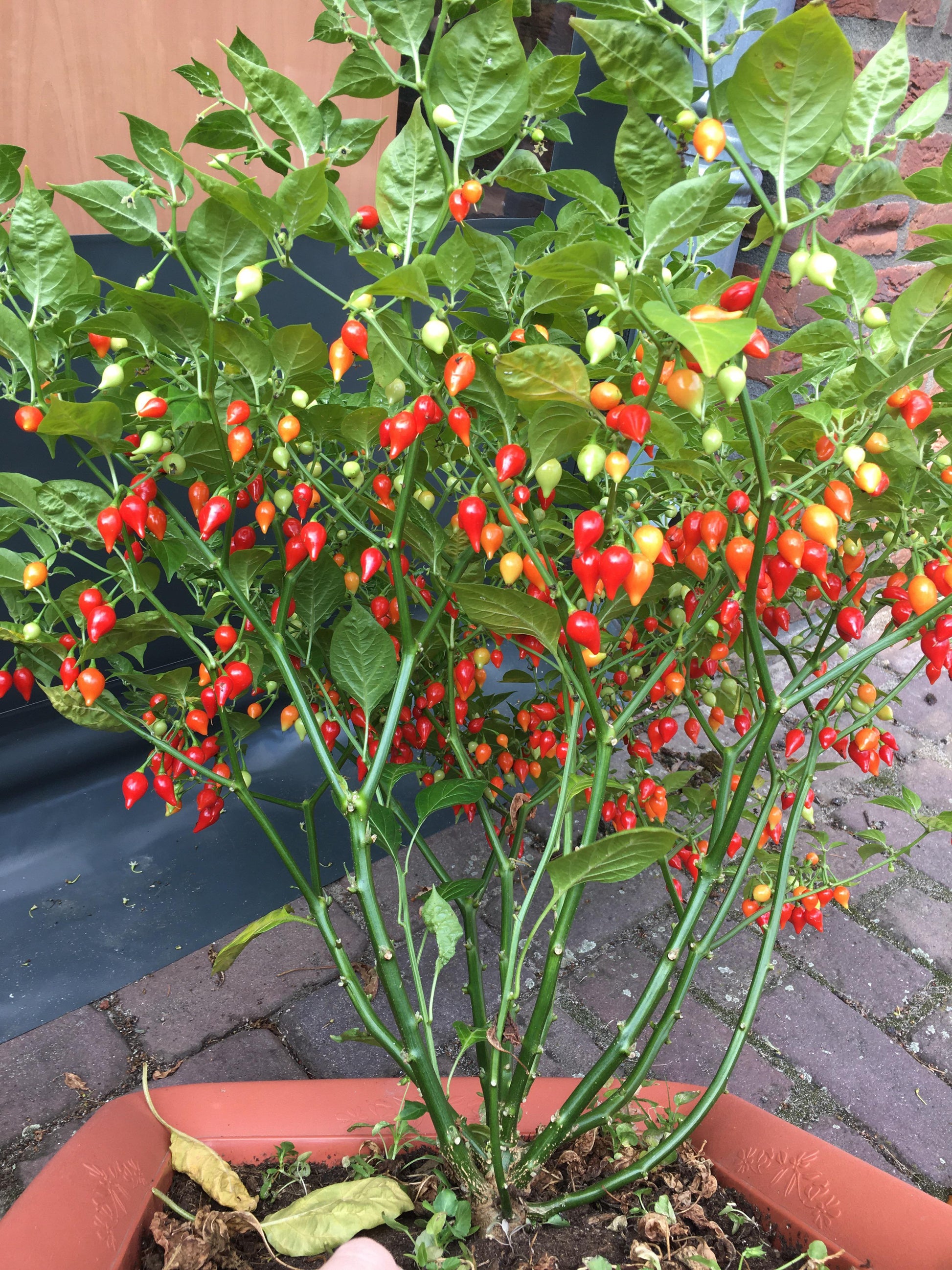 Pearl pepper samen für home gardening and productive pflanzen