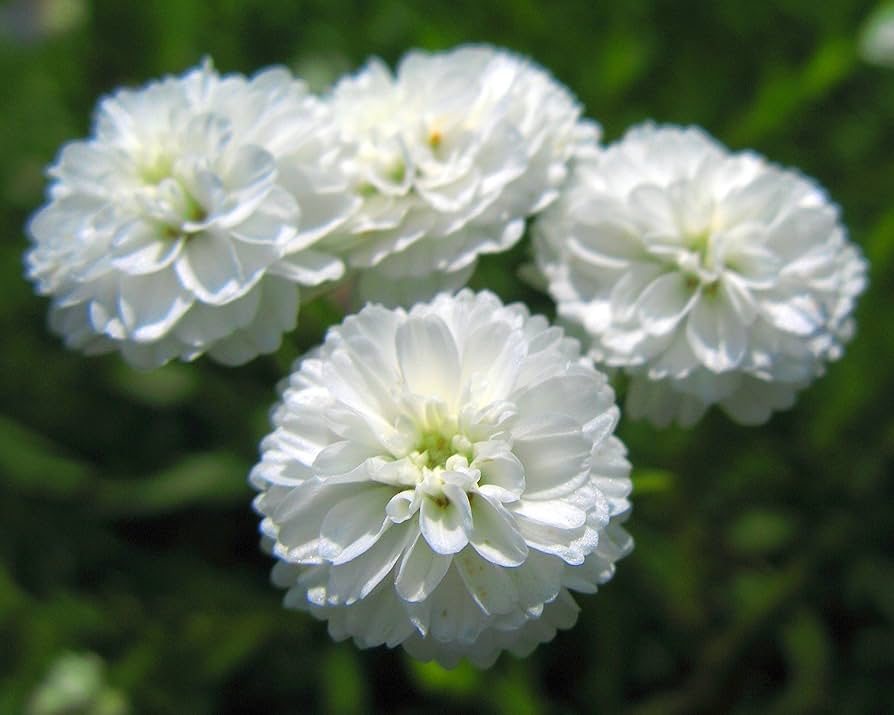 Pearl Yarrow Anbau in Sunny Garten Border with White Blumen