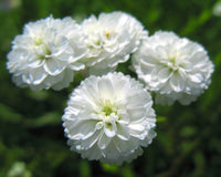 Pearl Yarrow Anbau in Sunny Garten Border with White Blumen
