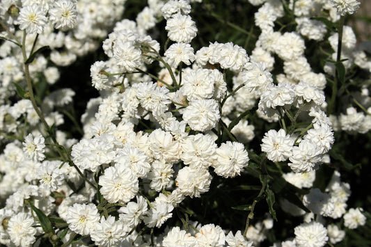 Pearl Yarrow Samen Achillea ptarmica White Double Blumen