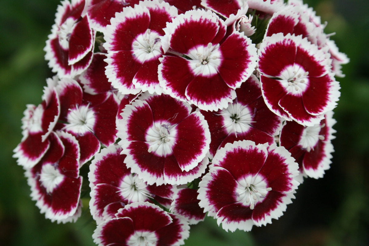 Dianthus (dianthus barbatus) samen for anpflanzung in home garten