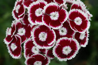 Dianthus (dianthus barbatus) samen for anpflanzung in home garten