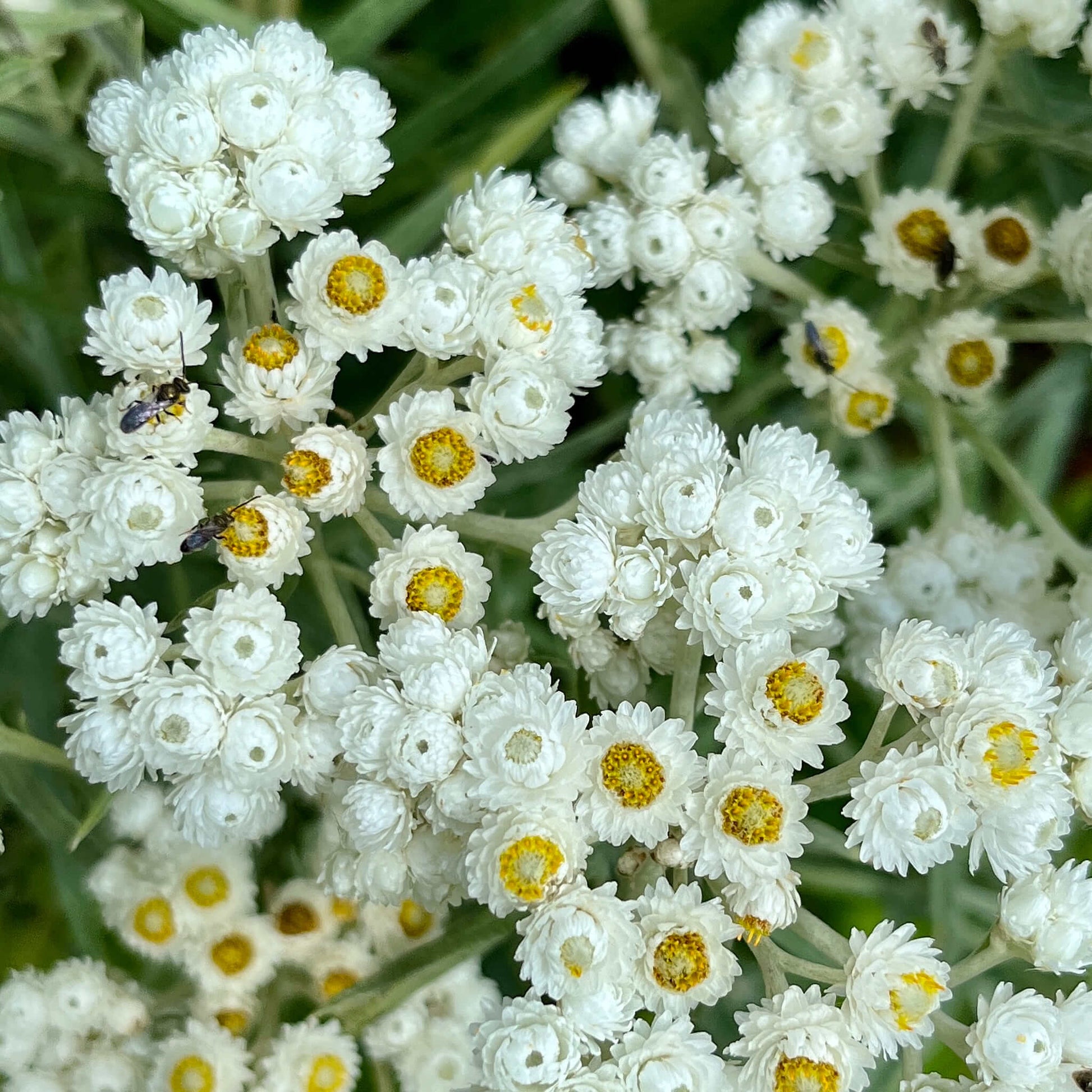 Mature Pearly Everlasting Pflanze with White Blumen