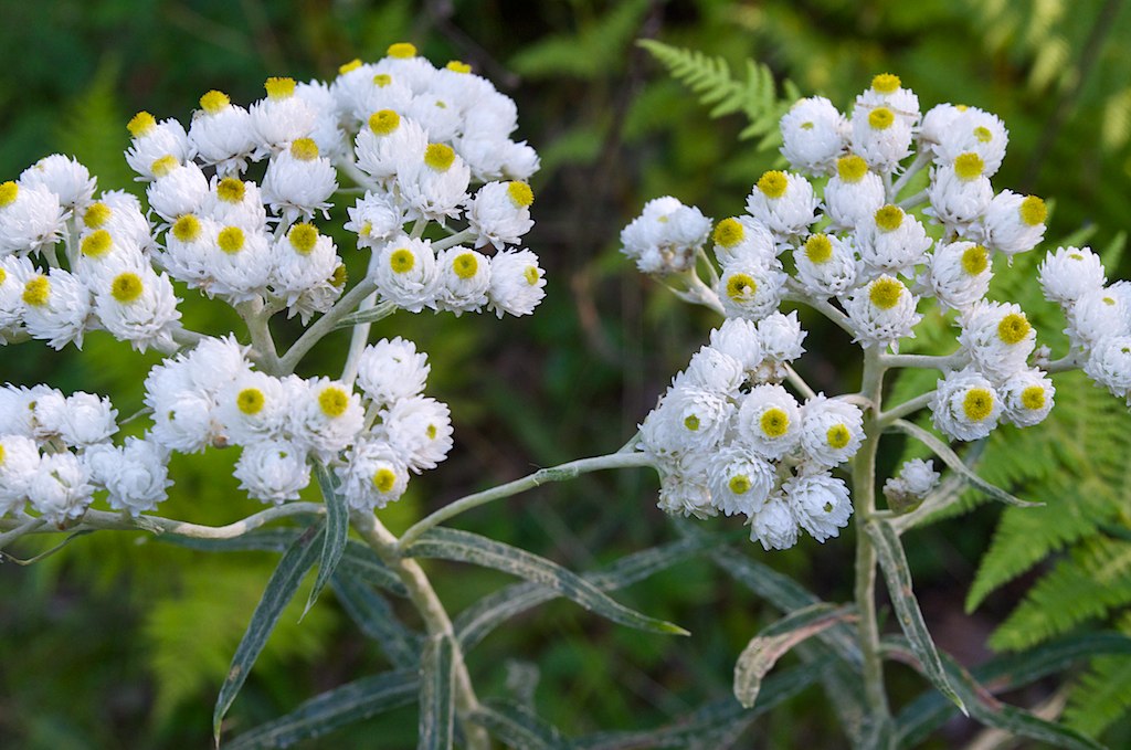 Young Pearly Everlasting Seedlings Anbau in Soil