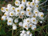 Pearly Everlasting Anaphalis Margaritacea gentechnikfrei Samen for Aussaat