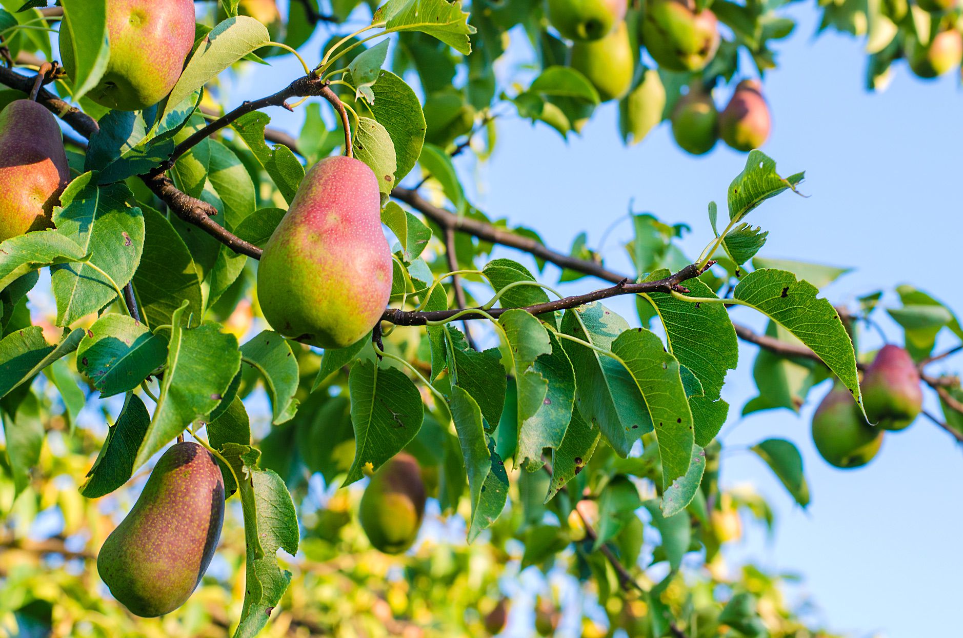 Birne Frucht samen für einfaches Anpflanzen
