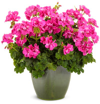 Pelargonium dark rosa samen for anpflanzung vibrant garten blumen