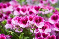 Queling (queling geranium) samen for anpflanzung in home garten