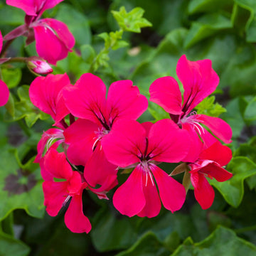 Pelargonium blume samen for anpflanzung and gardening