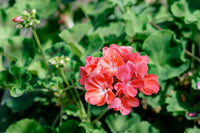Pelargonium hortorum orange geranium samen for easy anpflanzung