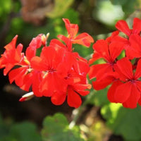 Orange Pelargonium Peltatum Blumensamen zur Aussaat Drought verträglich Traditionssorte & ohne Gentechnik Samen Hausgarten