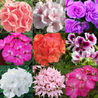 Pelargonium mixed geranium blume samen for anpflanzung