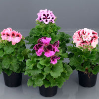 Pelargonium perennial blume samen for easy garten anpflanzung