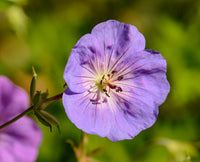 How to grow blau pelargonium blumen