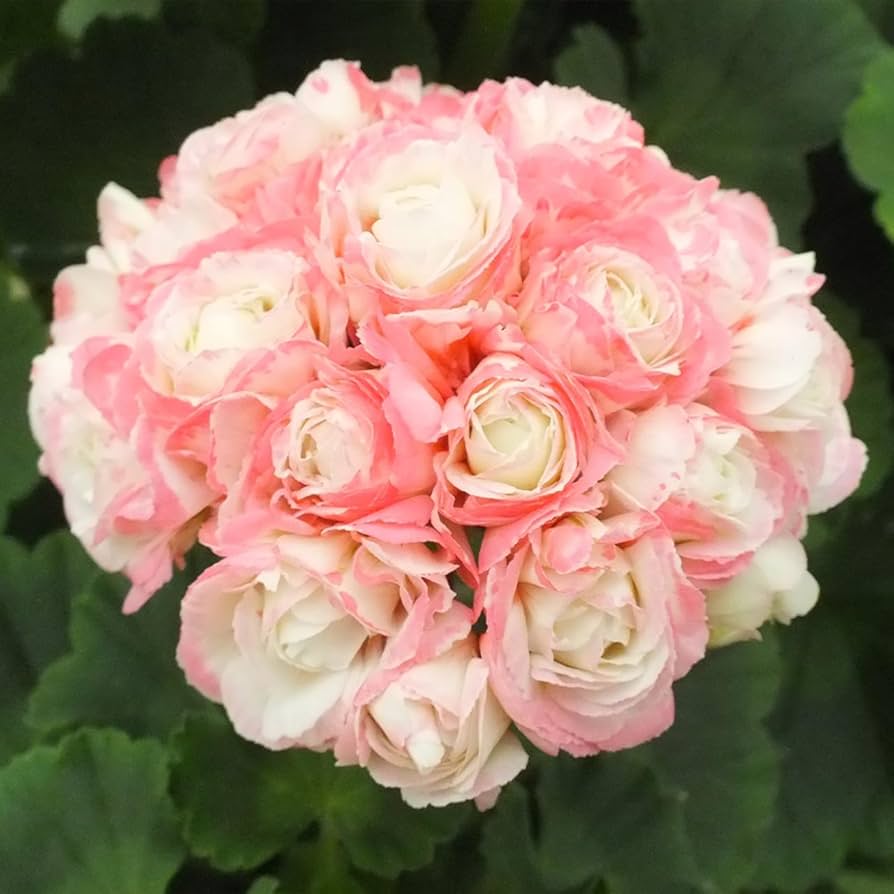 Pelargonium rose geraniums wachsend in garten beds