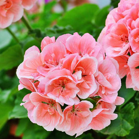 Close-up of pelargonium rose geranium samen