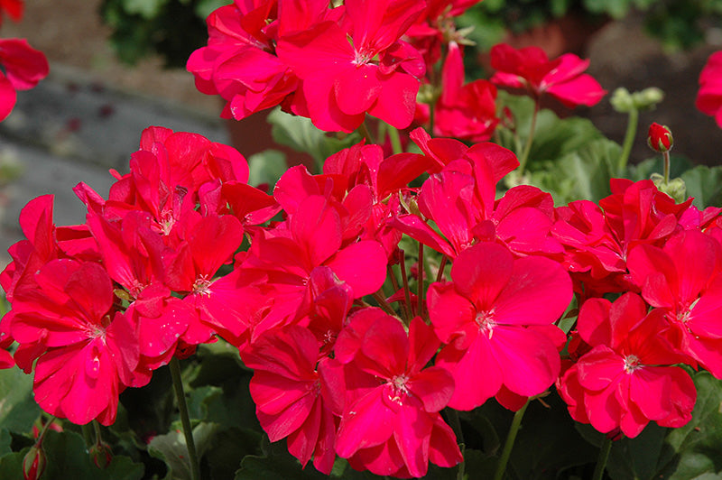 Pelargonium samen for full sun flowering pflanzen