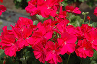 Pelargonium samen for full sun flowering pflanzen