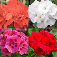 Pelargonium samen anpflanzung and wachsend guide