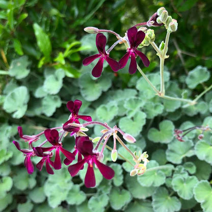 Pelargonium Sidoides Blume Samen zur Aussaat ideal Gärten