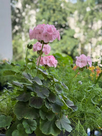 Pelargonium × hortorum Blumensamen zur Aussaat – Bestäuber freundlich – Traditionssorte & ohne Gentechnik Samen Hausgarten