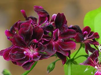 Pelargonium zonale dark rosa and schwarz blumen